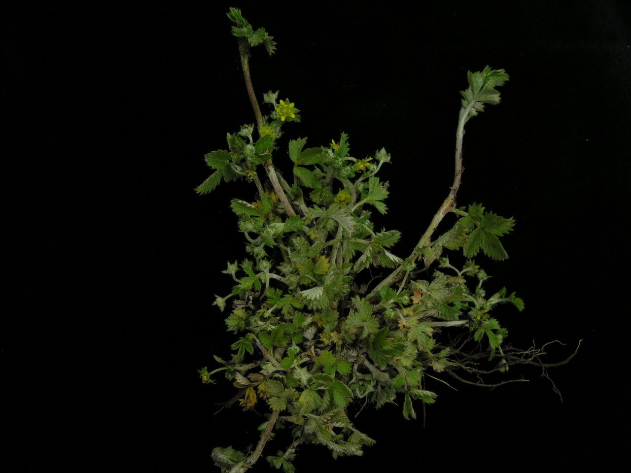 Argentina micropetala habit