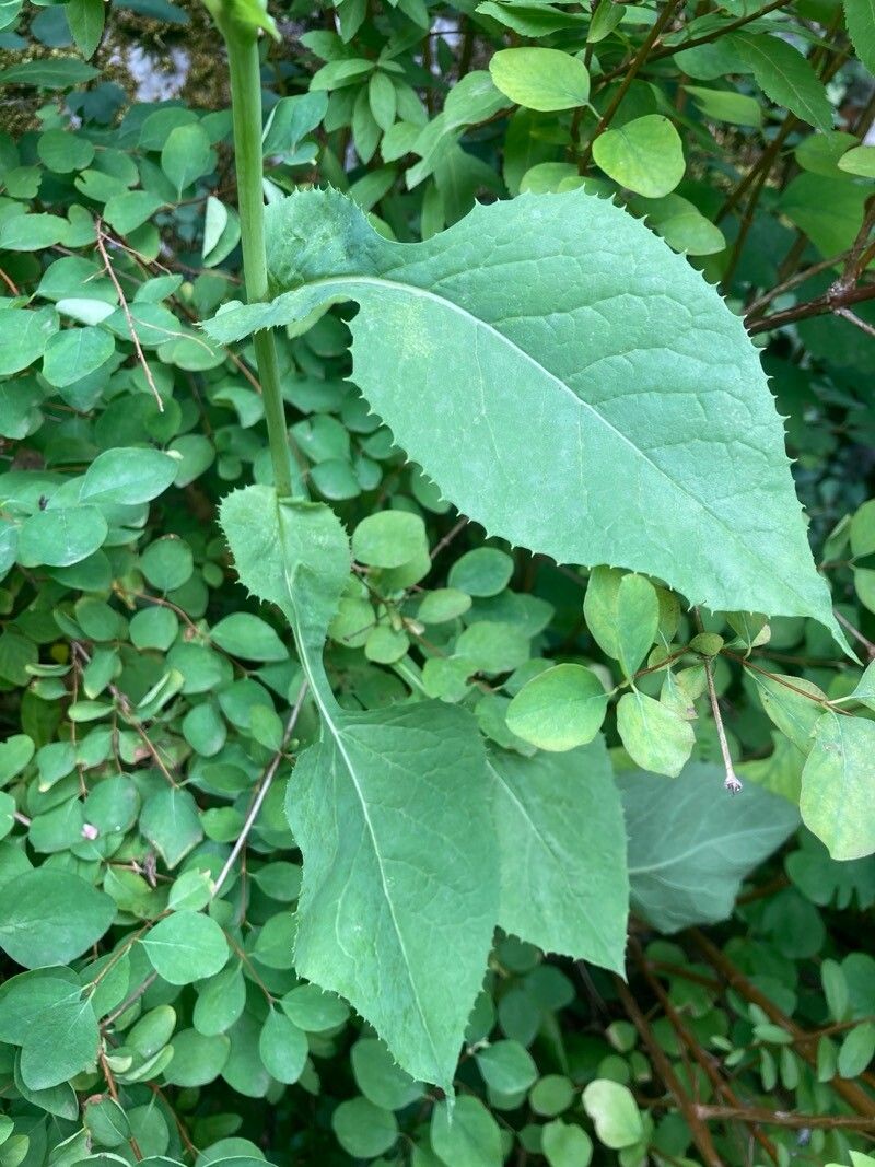 Cicerbita macrophylla