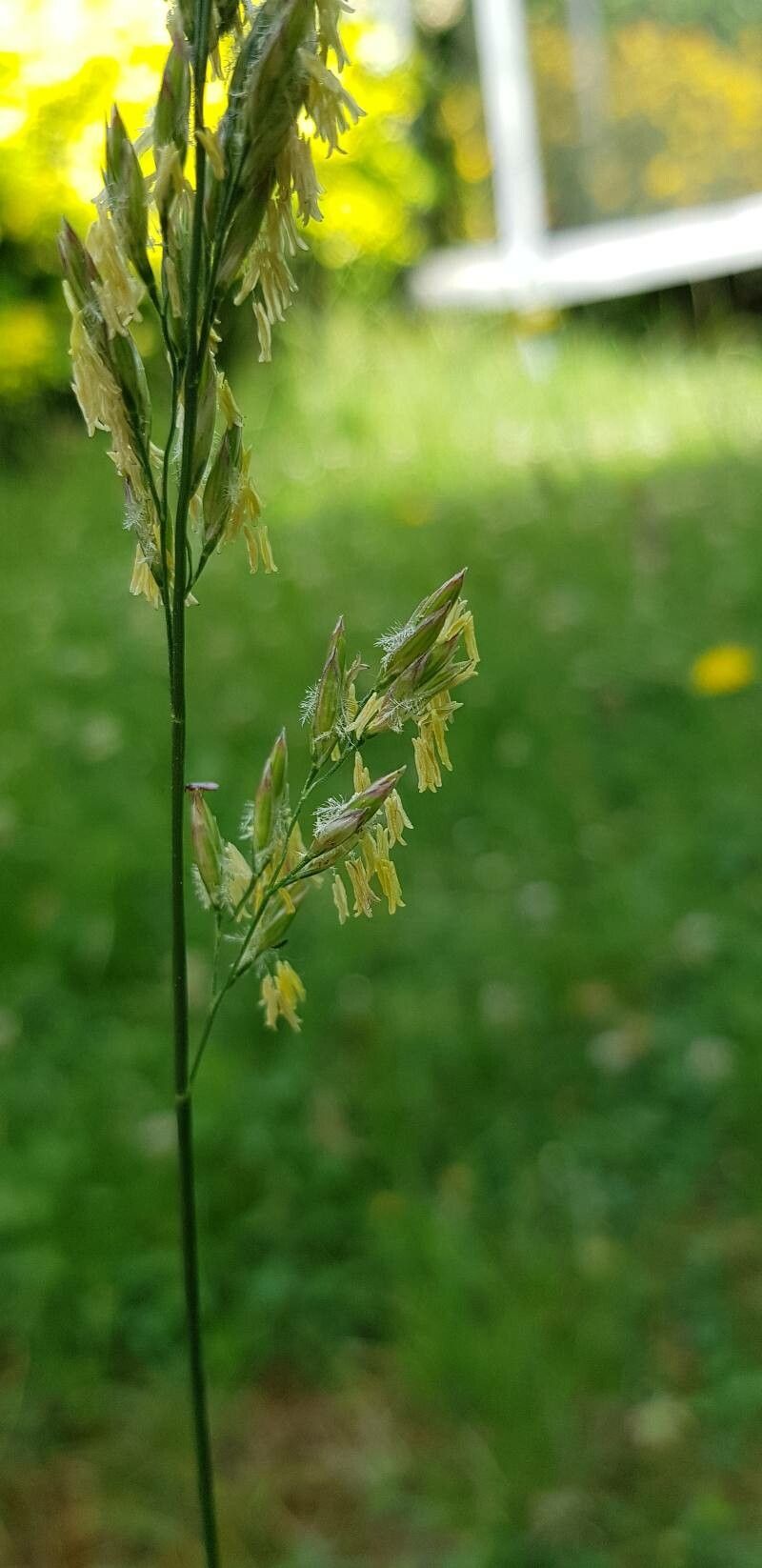 Schedonorus arundinaceus flower