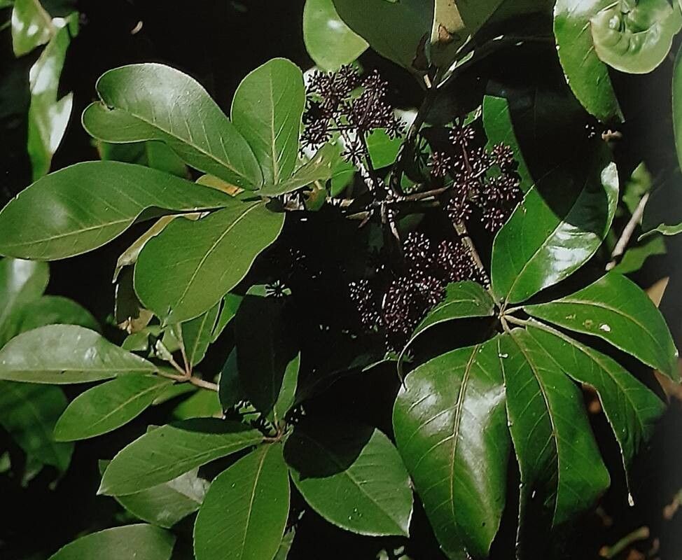 Neopanax laetus — search result for 'Panax'