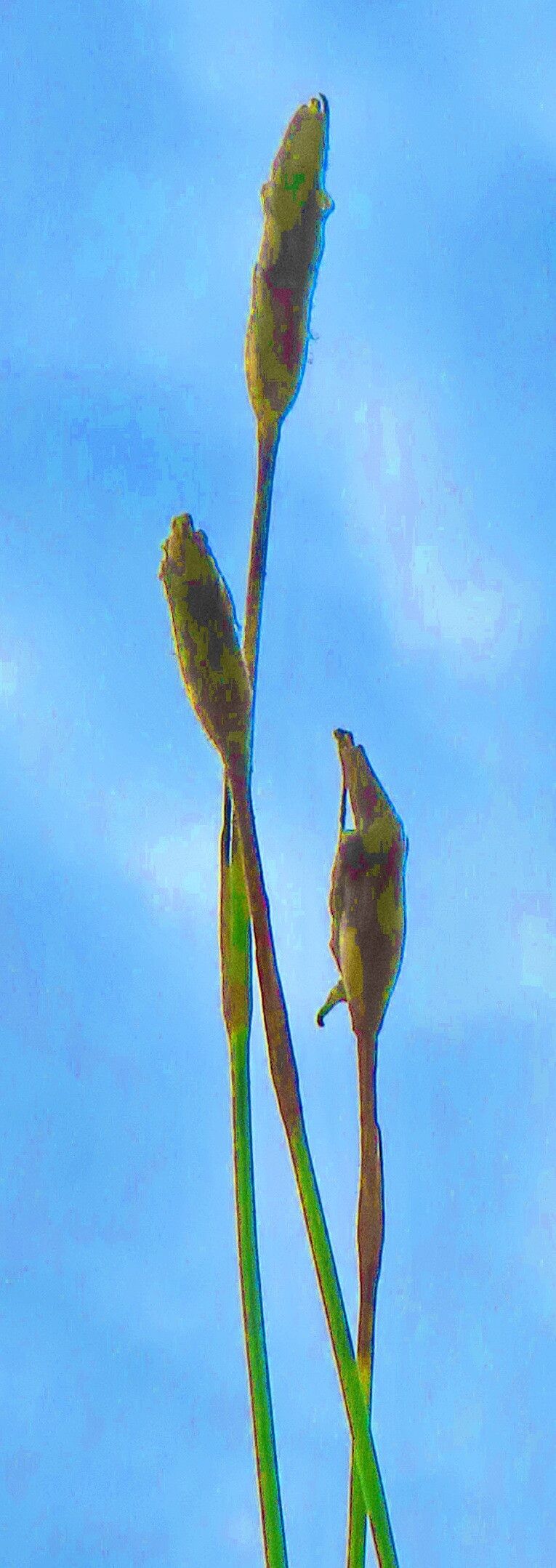 Dianthus basuticus flower