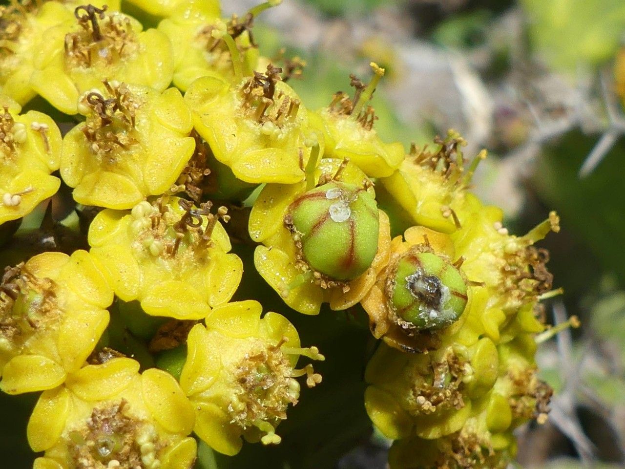 Euphorbia ingens flower
