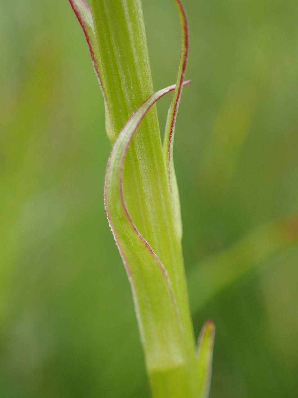 Gymnadenia rhellicani bark