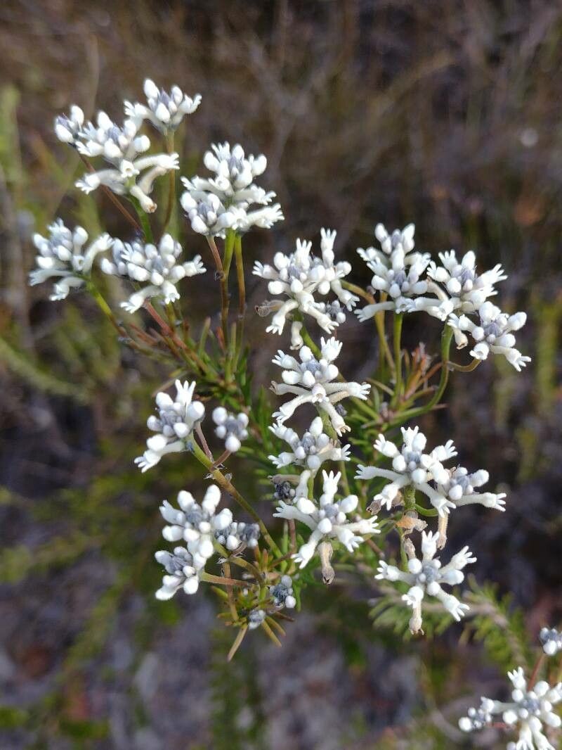Conospermum ericifolium habit