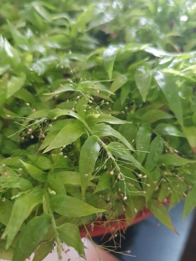 Asparagus asparagoides — search result for 'Fern'