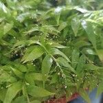 Asparagus asparagoides