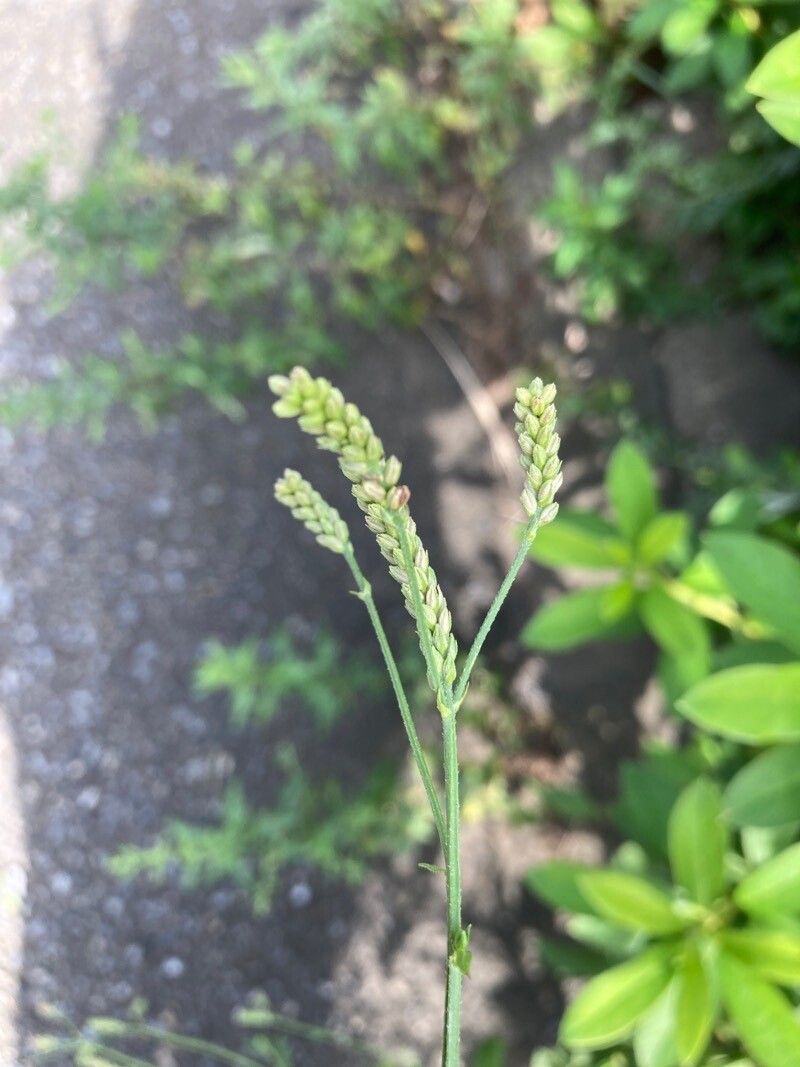 Verbena brasiliensis fruit