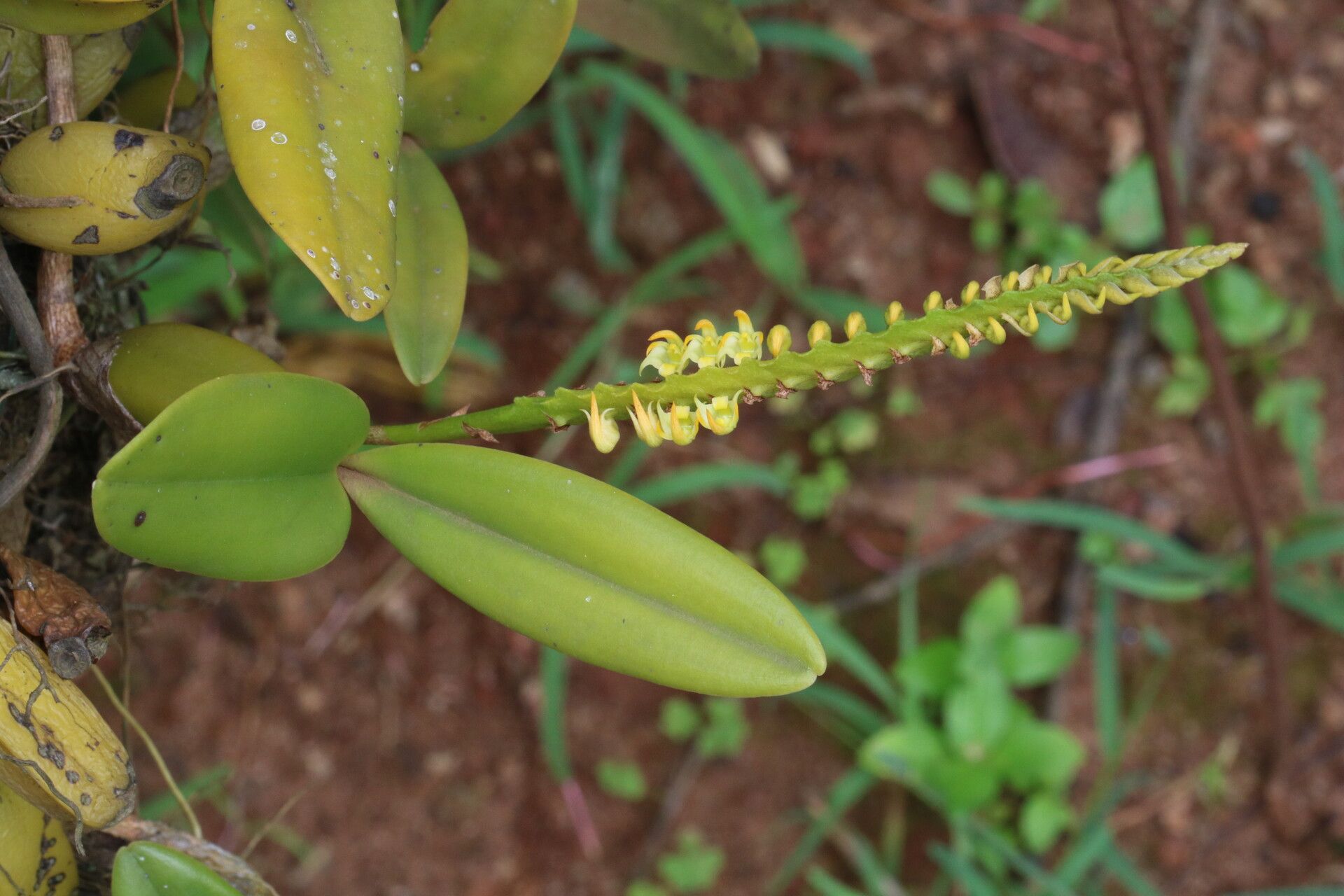 Bulbophyllum scaberulum habit