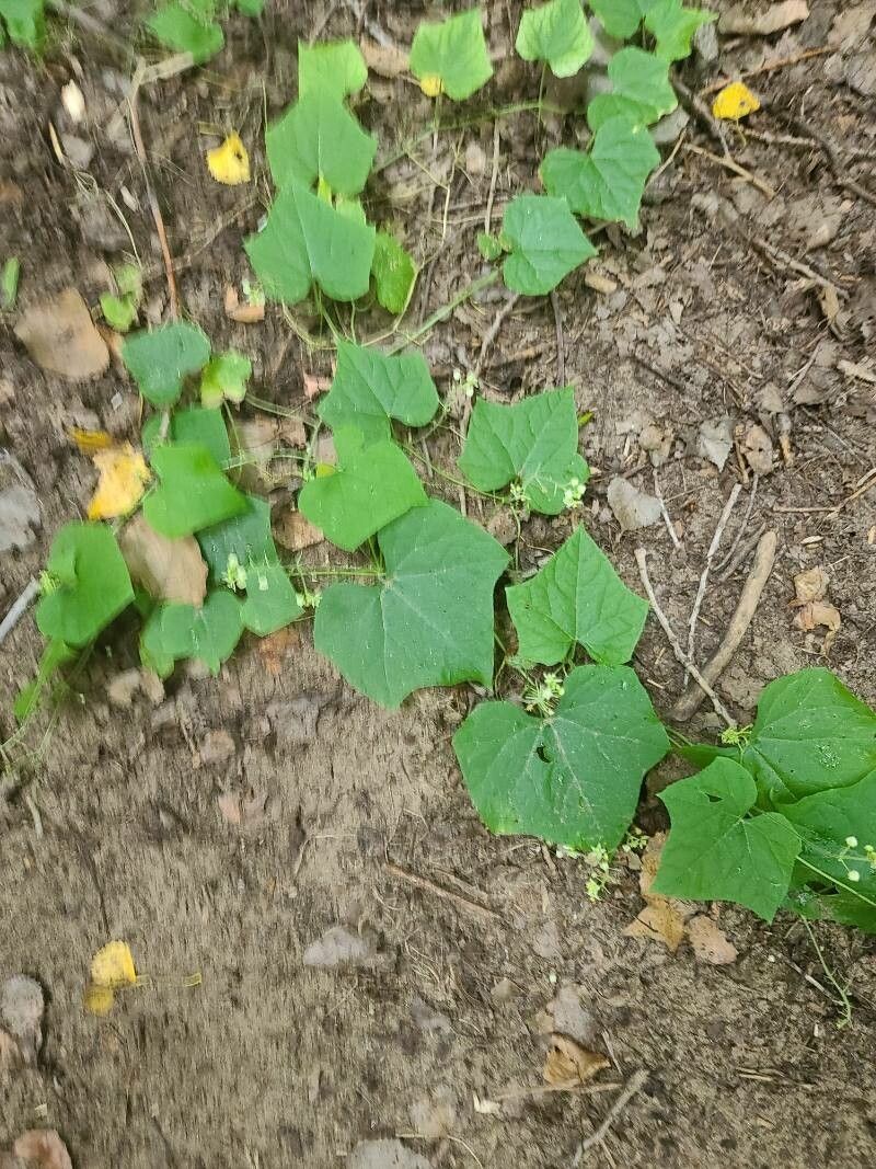 Echinopepon wrightii — related species from the same genus