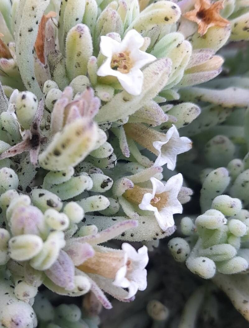 Nolana crassulifolia flower