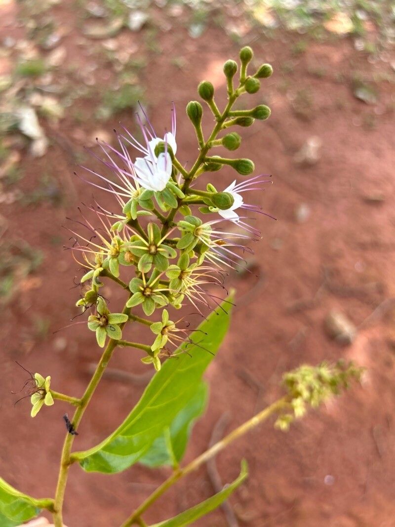 Hirtella hebeclada flower