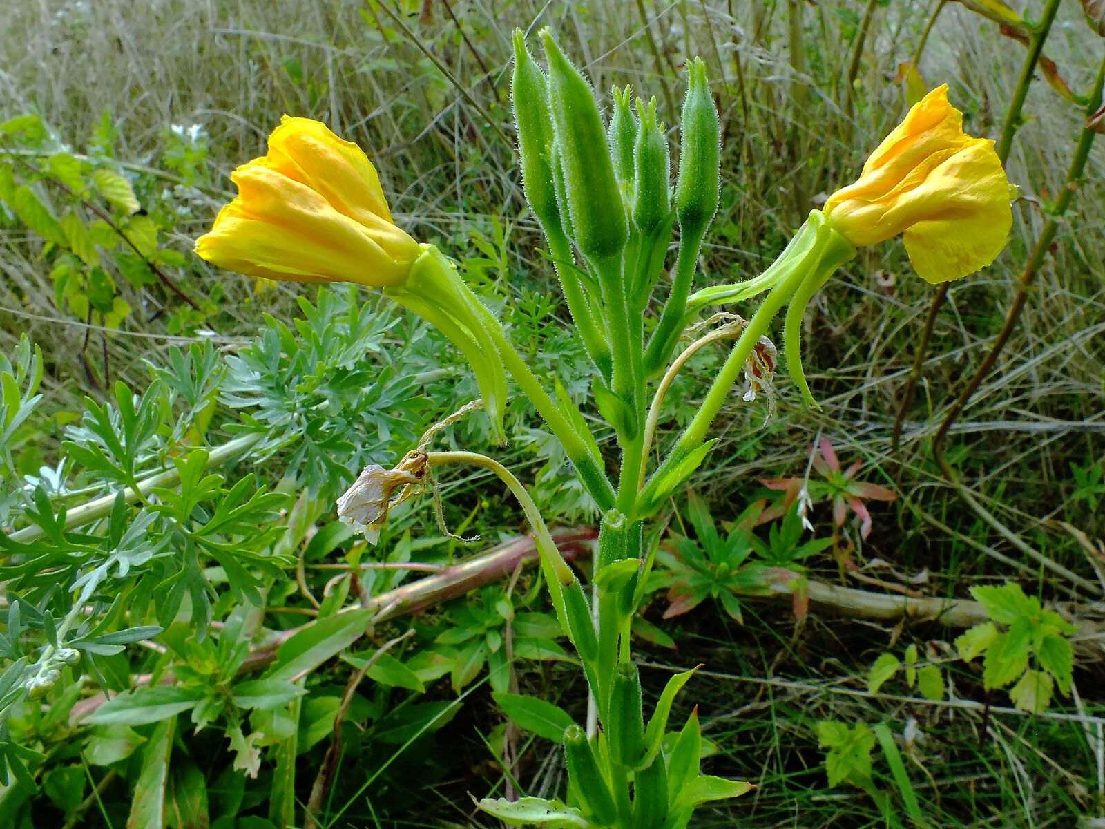 Oenothera paradoxa flower