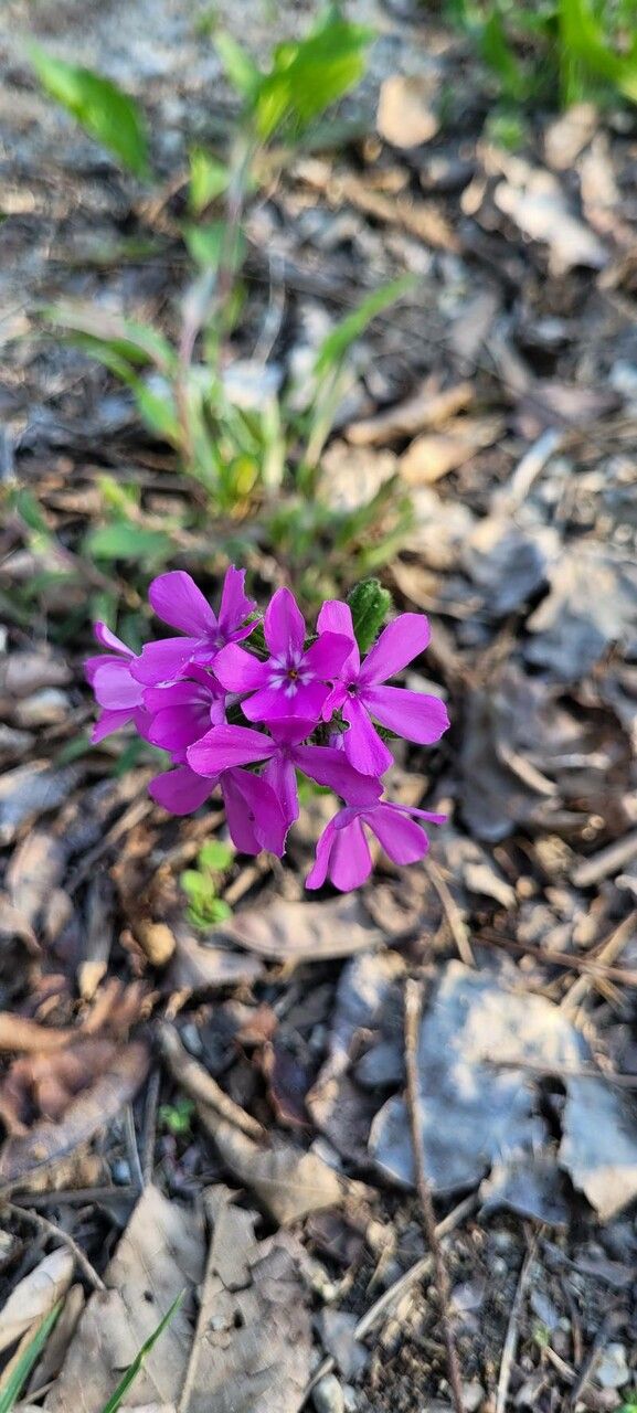 Phlox amoena flower