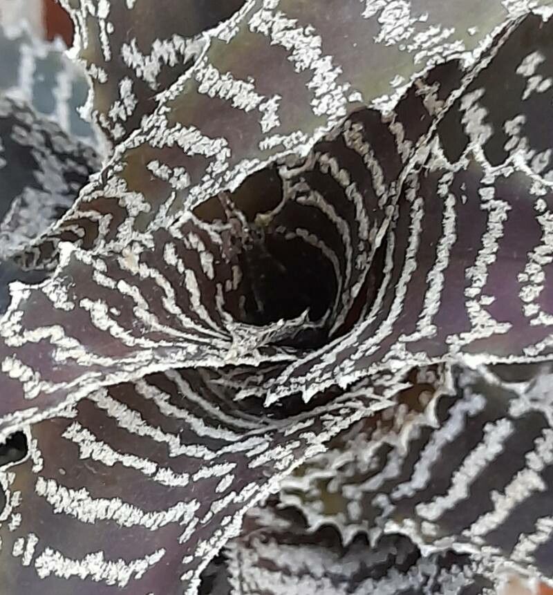 Orthophytum gurkenii — houseplant care guide