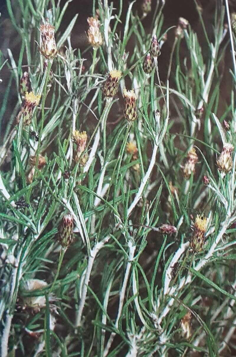 Phagnalon purpurascens habit