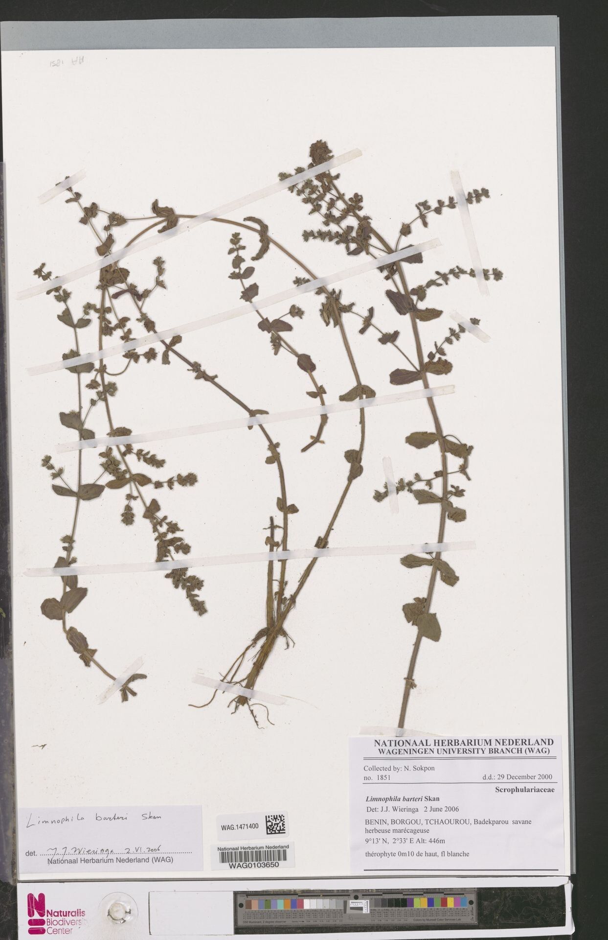 Limnophila barteri — related species from the same genus