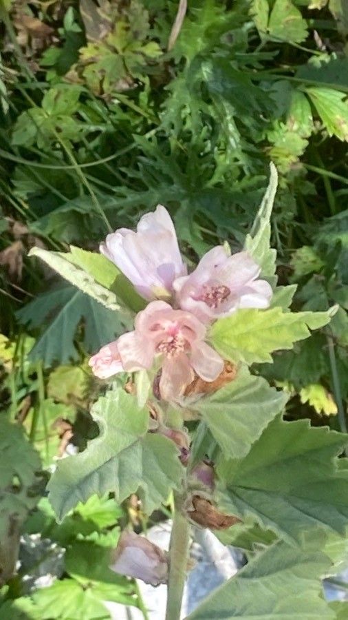 Althaea officinalis flower