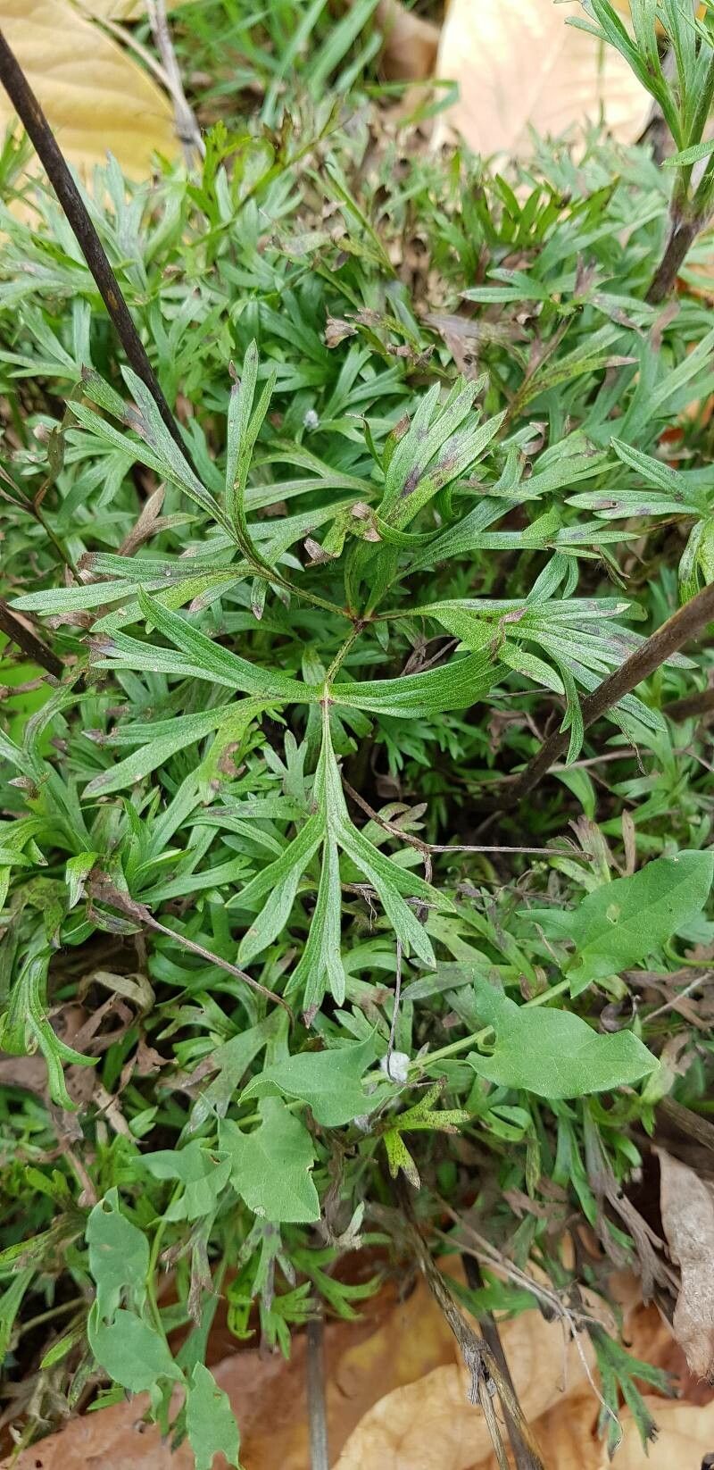 Anemone multifida leaf