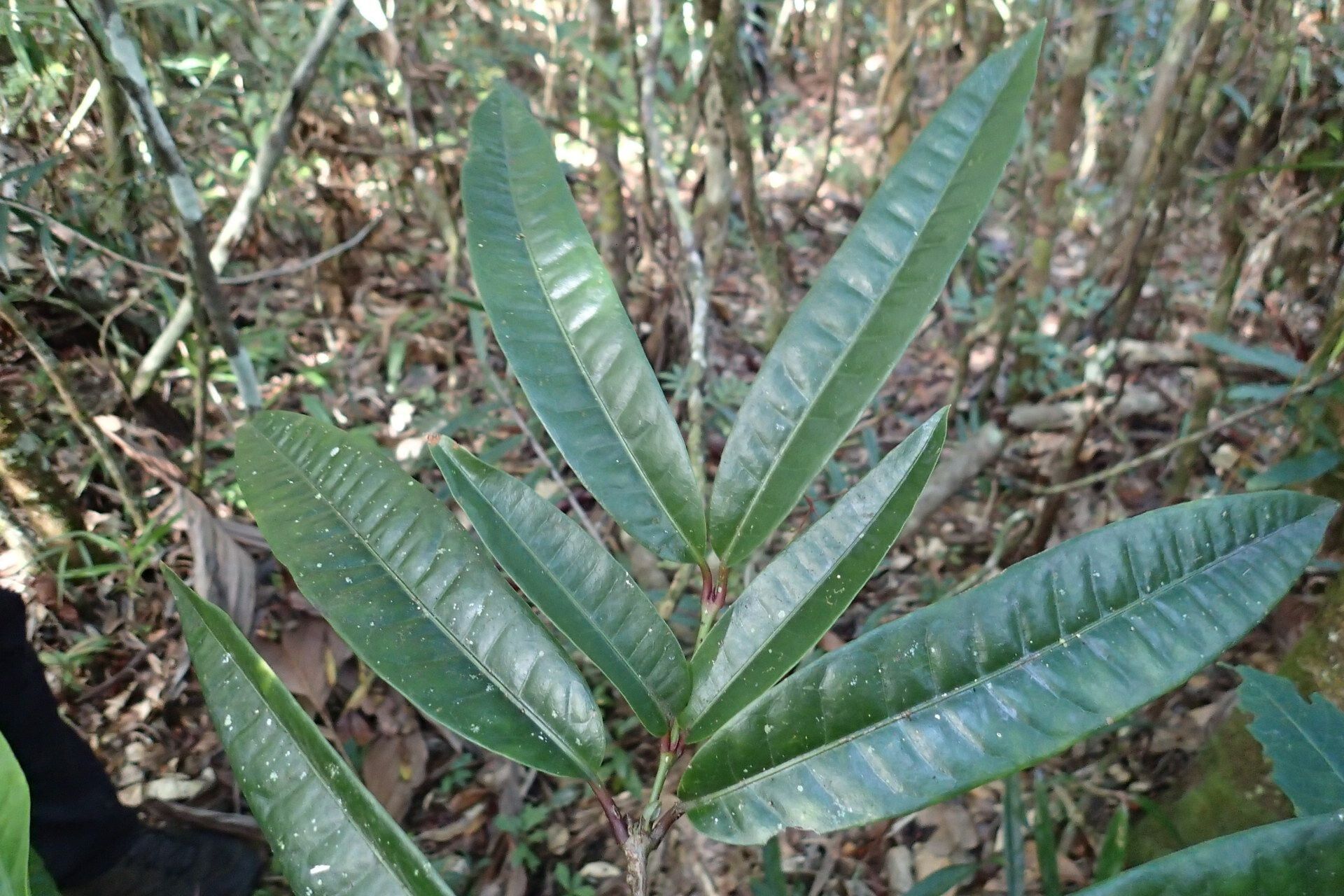 Ixora ixoroides leaf