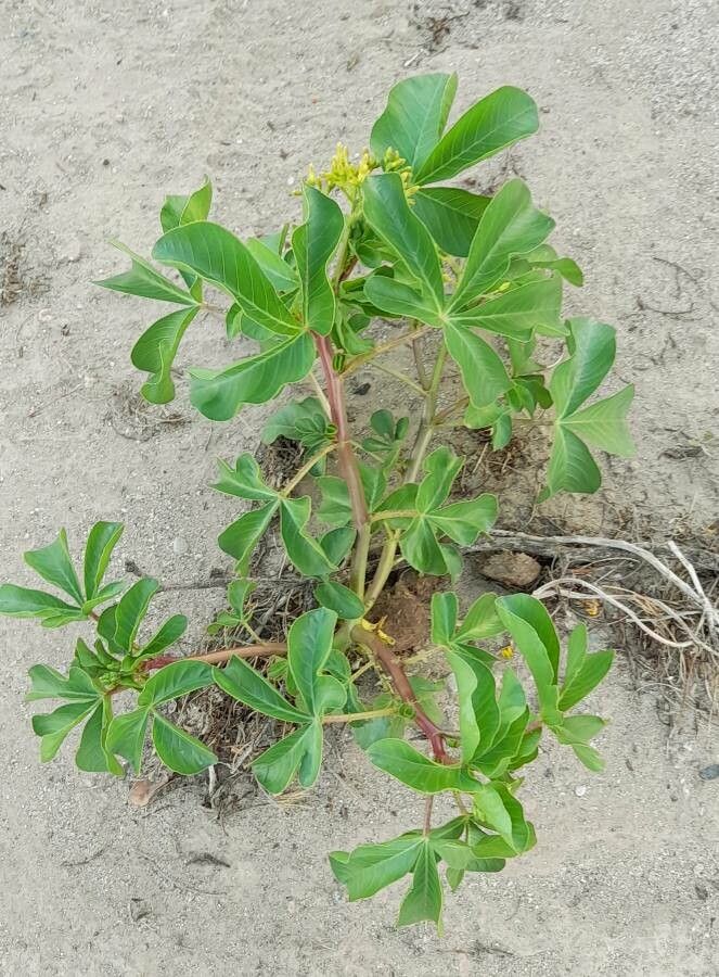 Jatropha peiranoi habit