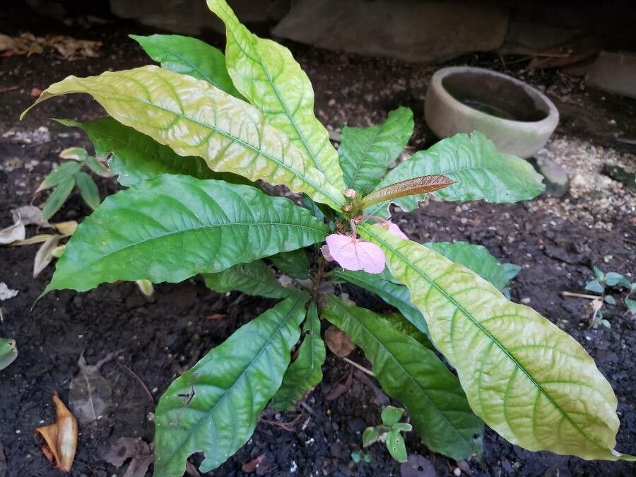 Dalechampia spathulata habit