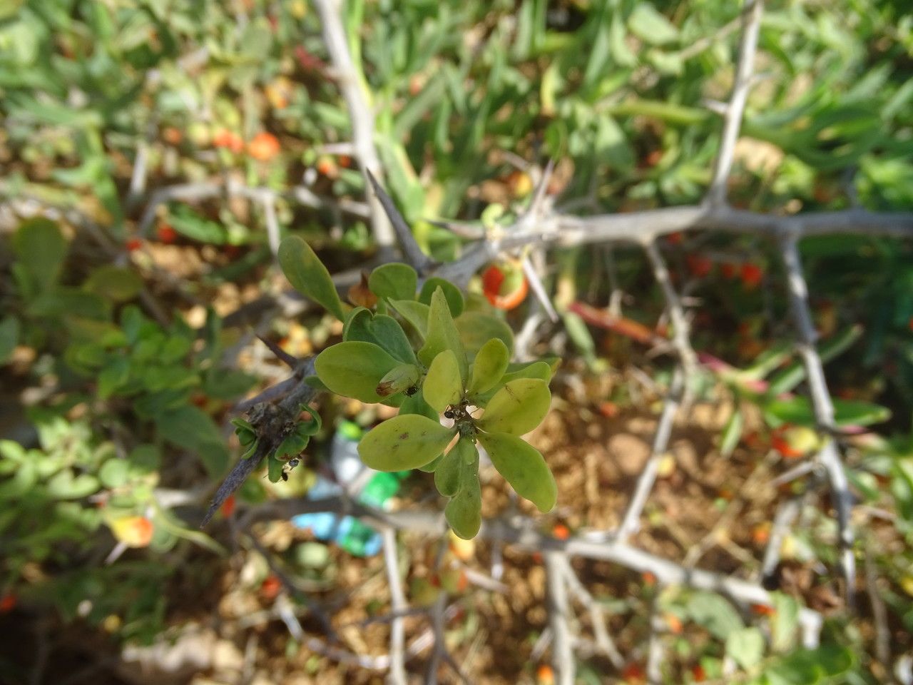 Lycium ferocissimum — search result for 'Lycium'