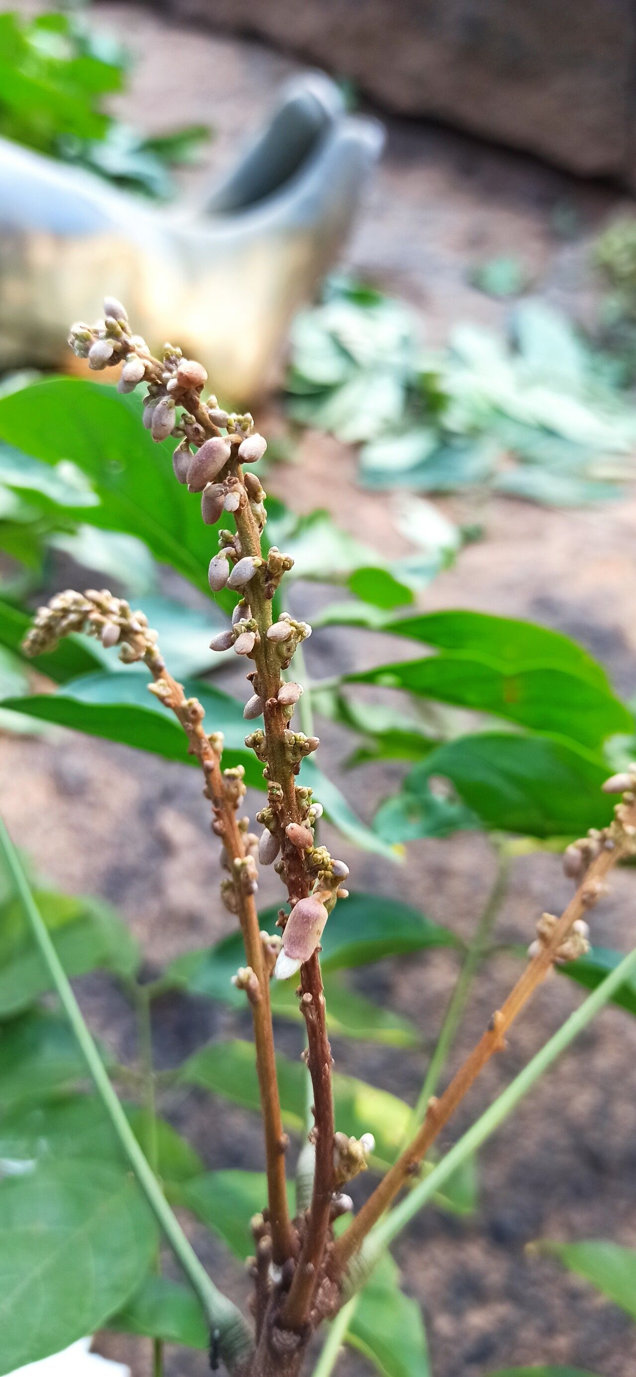 Millettia sanagana other