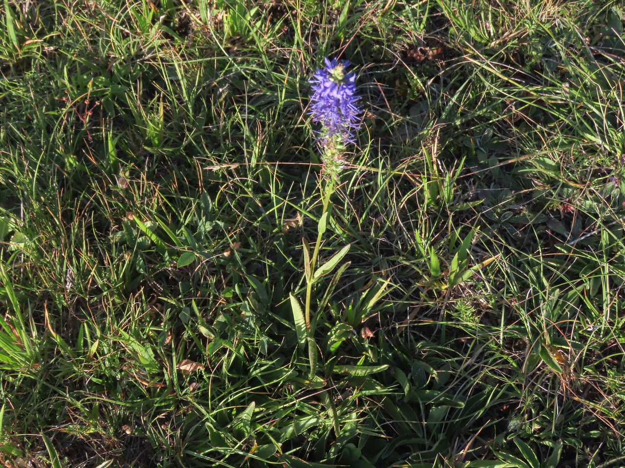 Veronica barrelieri habit