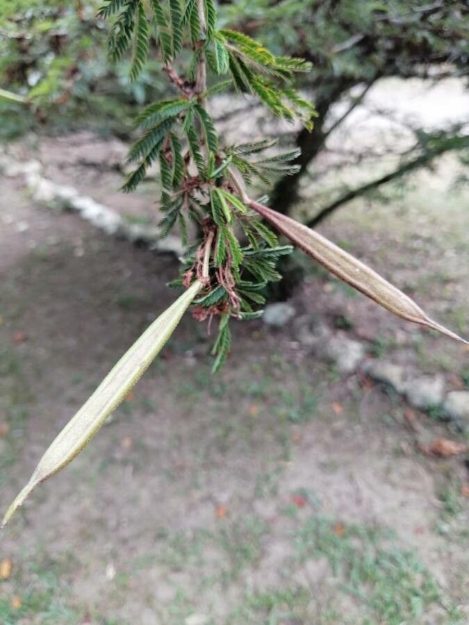 Calliandra calothyrsus fruit