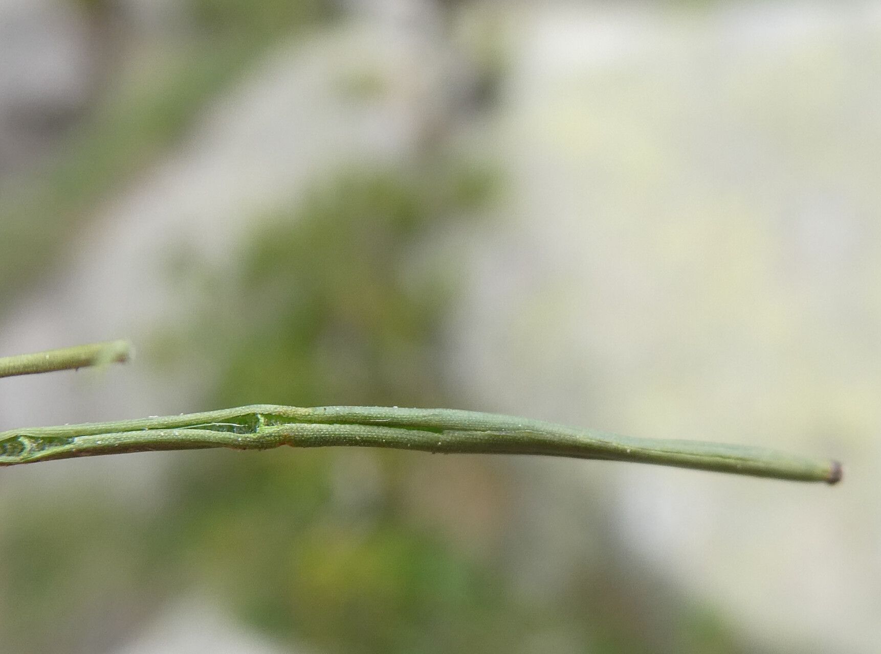 Juncus arcticus — search result for 'Juncus'
