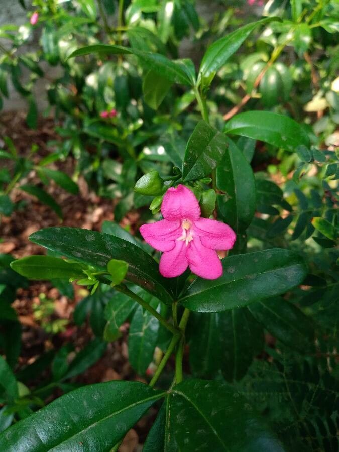 Ravenia spectabilis flower