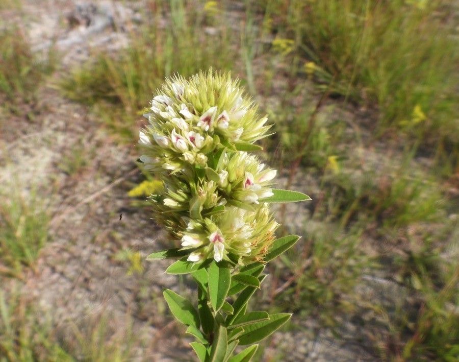 Lespedeza capitata flower