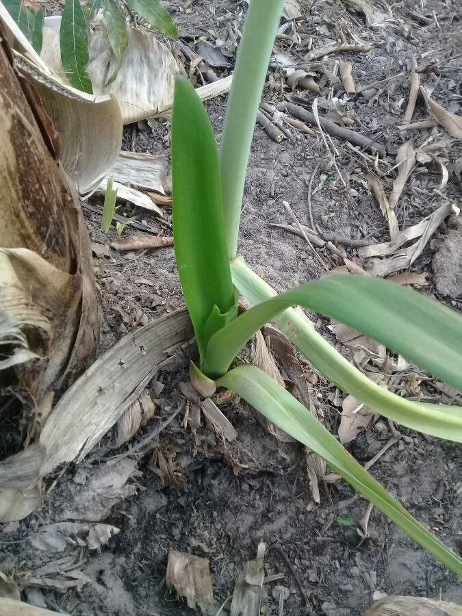 Hippeastrum puniceum leaf