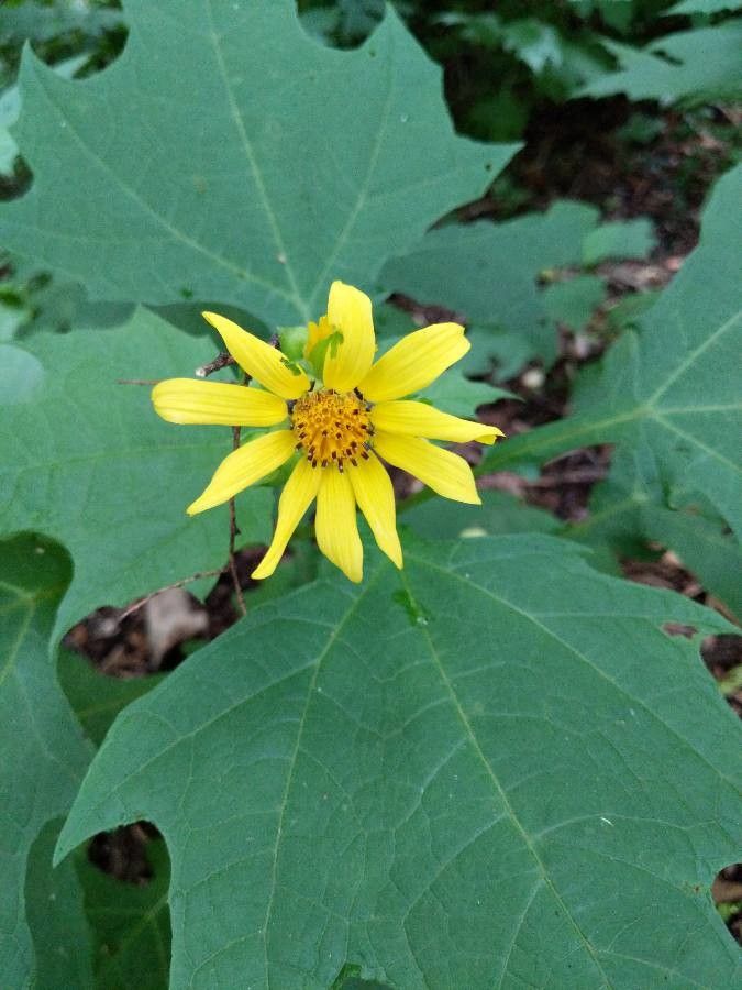 Smallanthus uvedalius flower