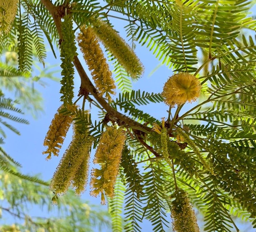 Prosopis alba flower