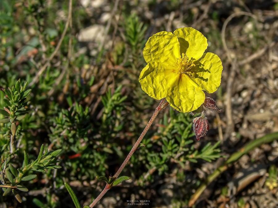 Helianthemum leptophyllum — houseplant care guide