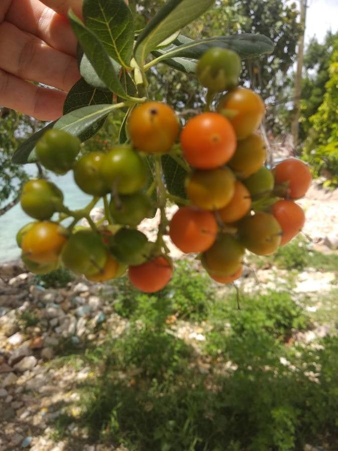 Bourreria succulenta fruit