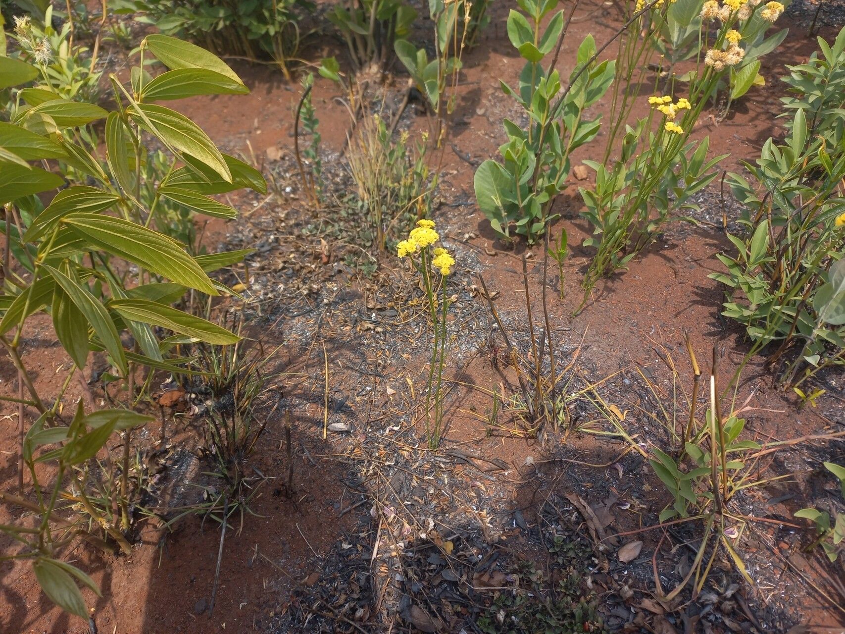 Nidorella spartioides habit