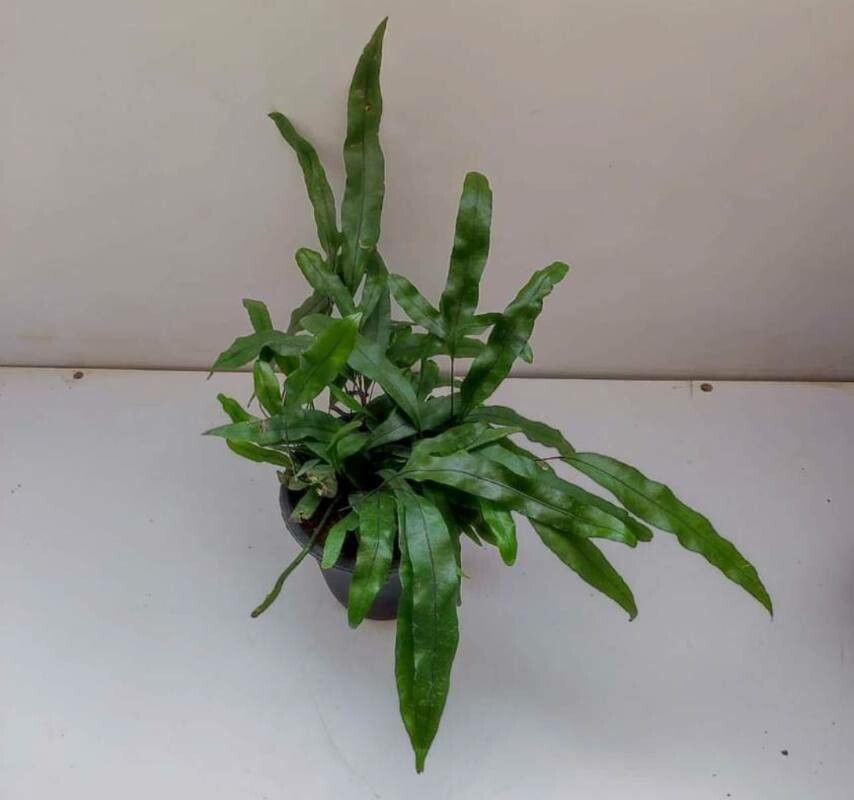 Zealandia pustulata leaf