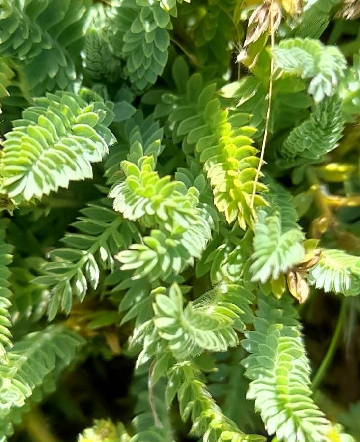 Alchemilla pinnata — houseplant care guide