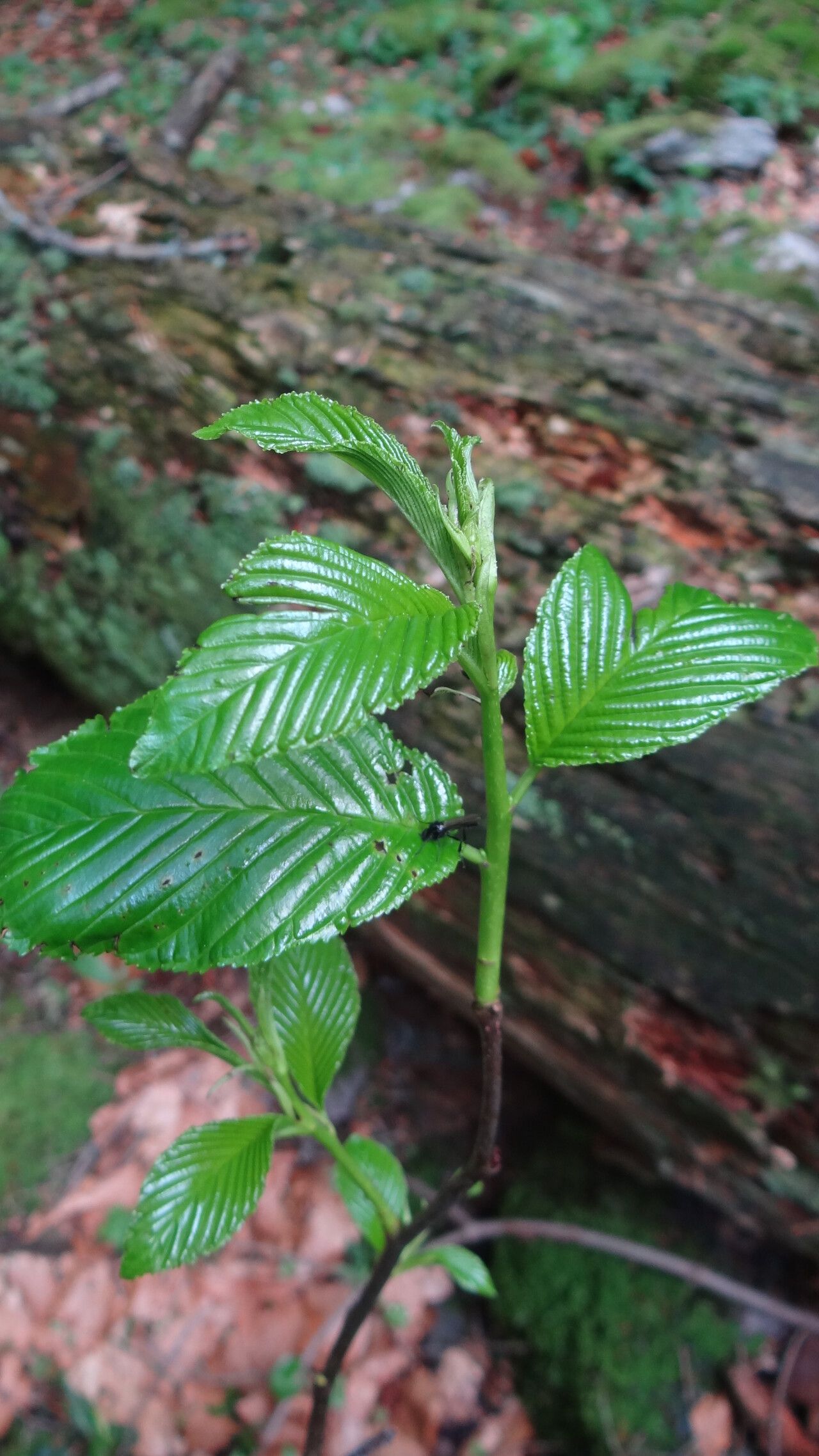 Rhamnus fallax leaf