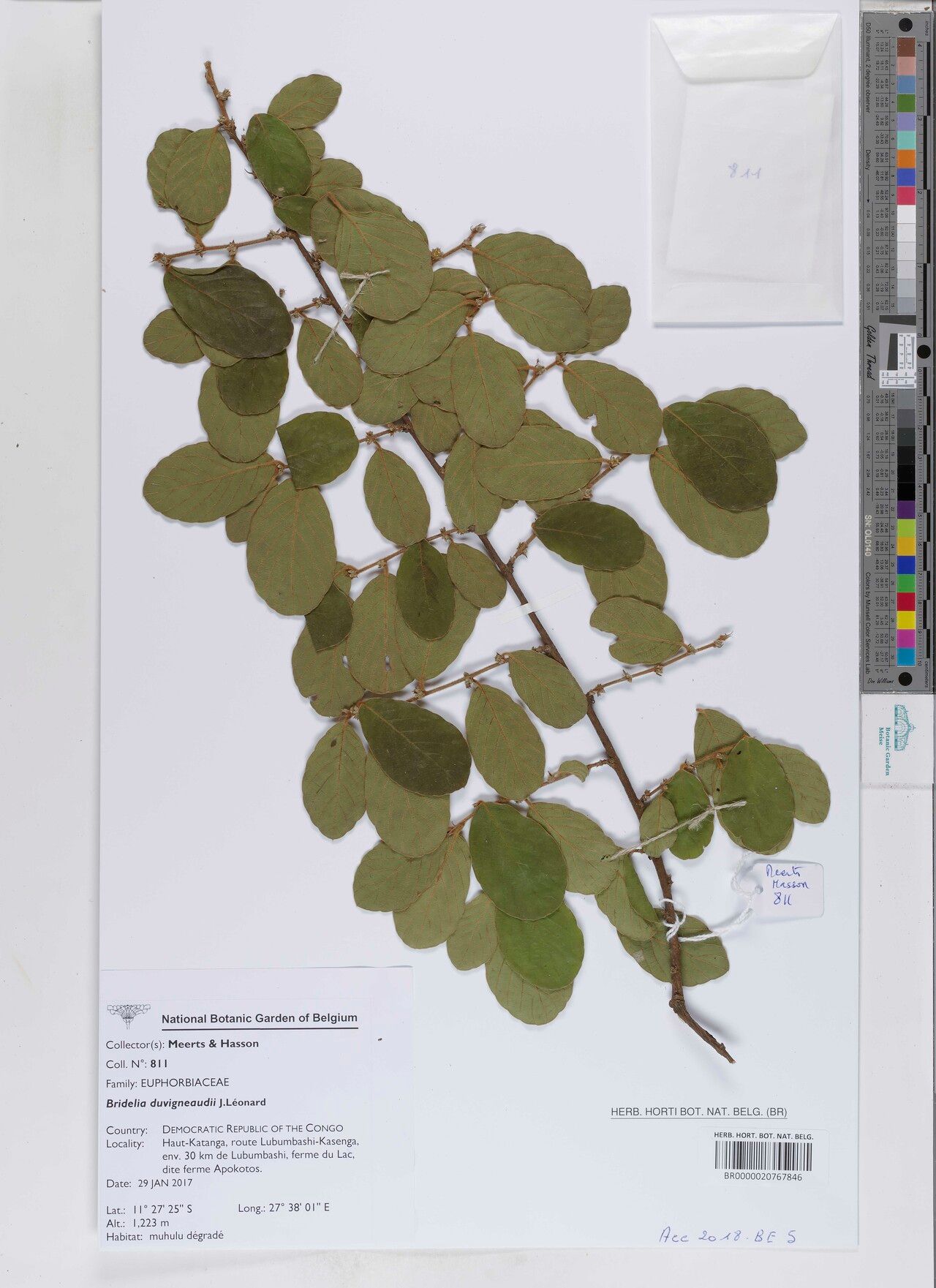 Bridelia duvigneaudii — related species from the same genus