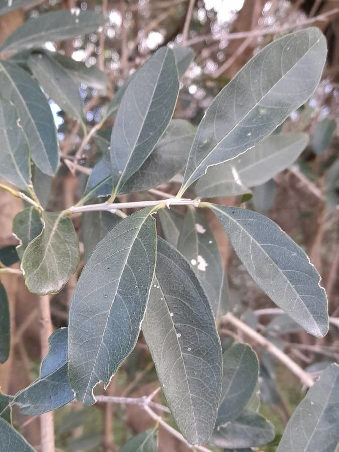 Citharexylum montevidense leaf