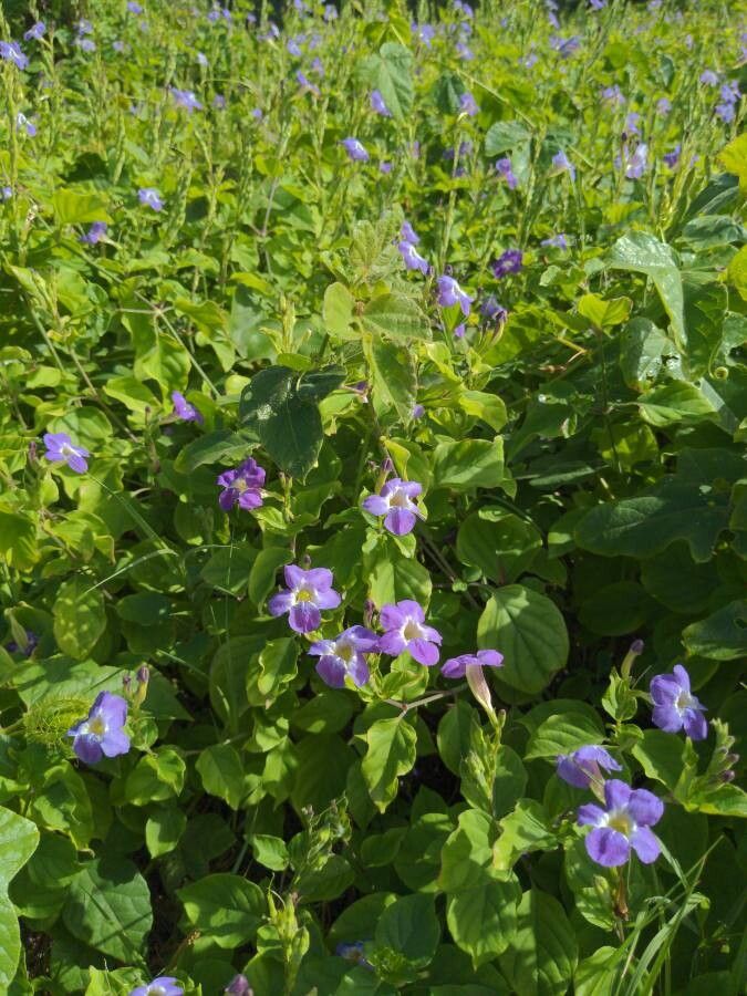 Asystasia gangetica flower