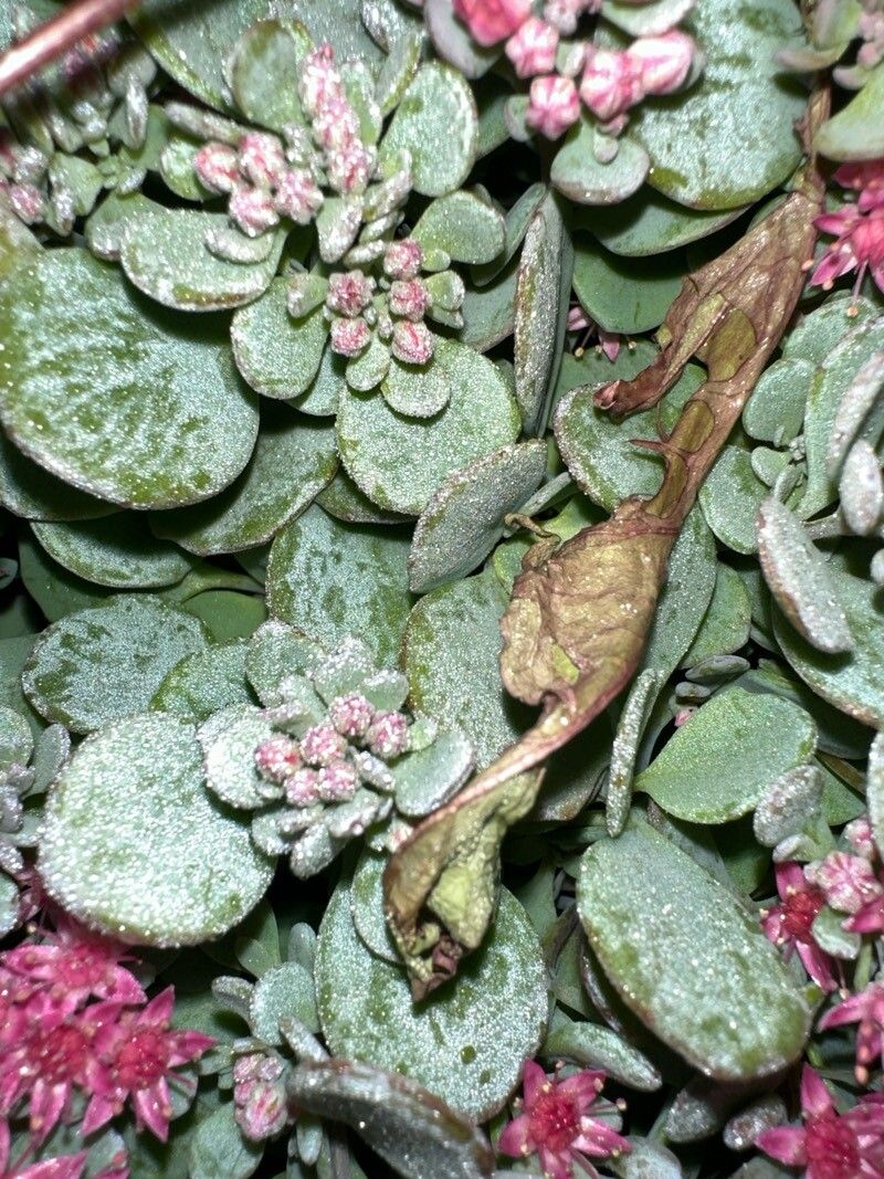 Hylotelephium cyaneum