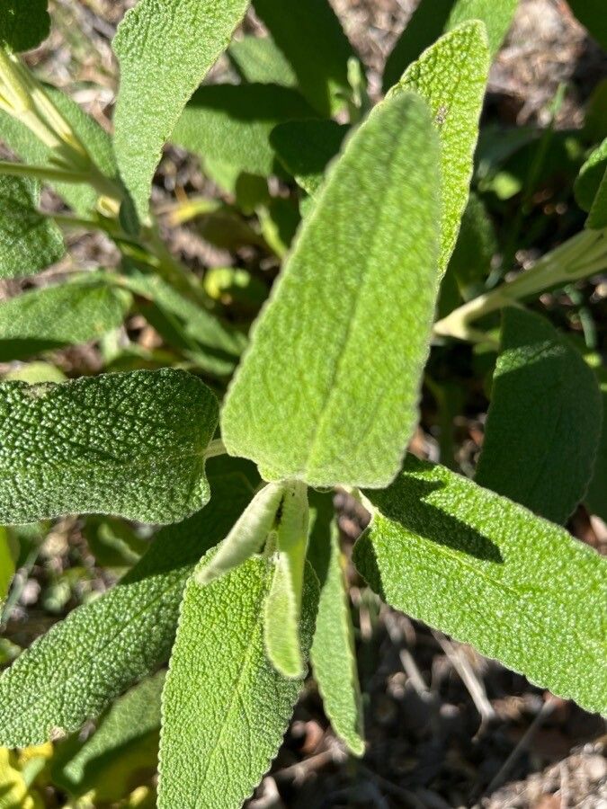 Phlomis purpurea leaf