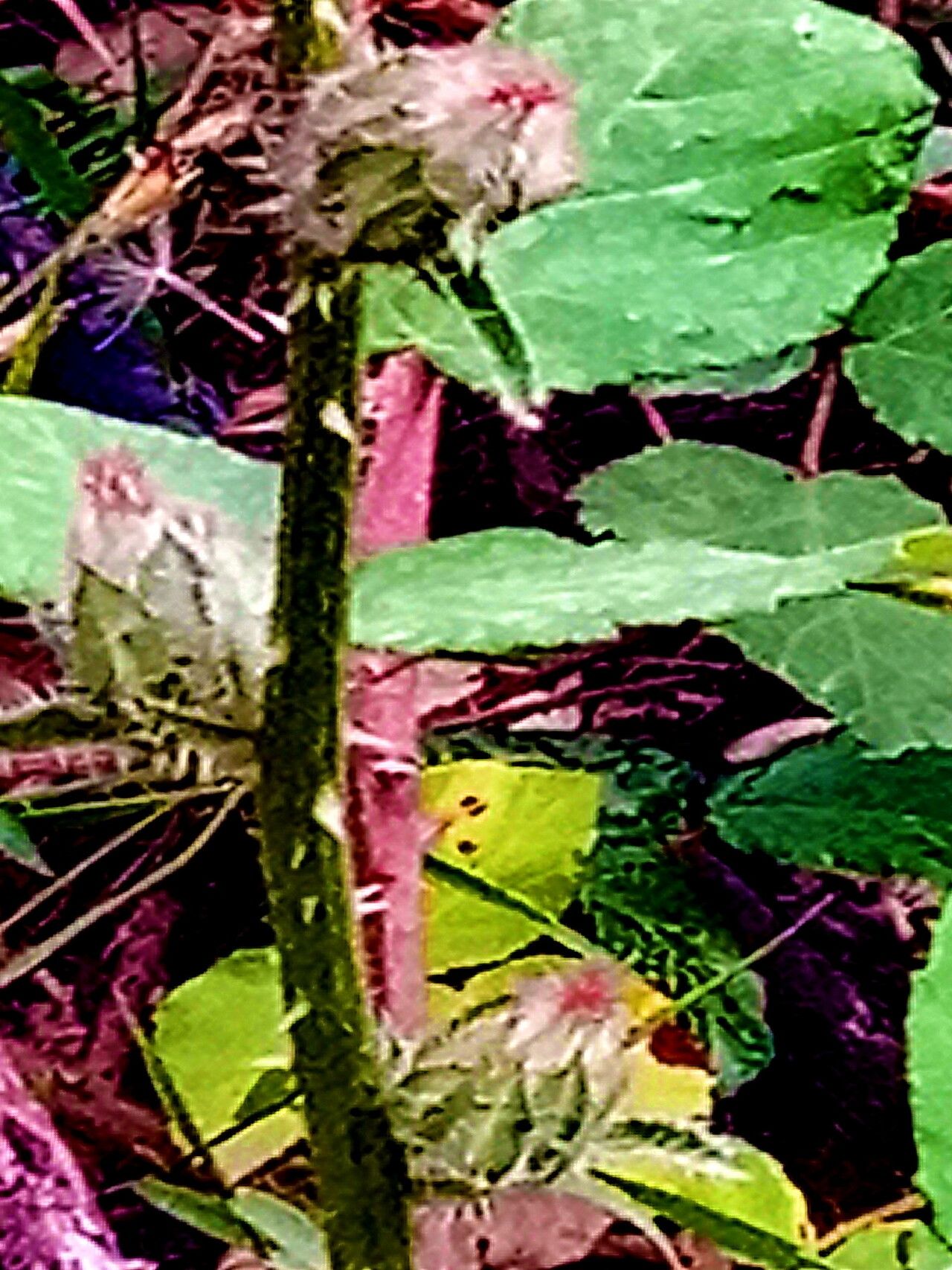 Helminthotheca glomerata — related species from the same genus