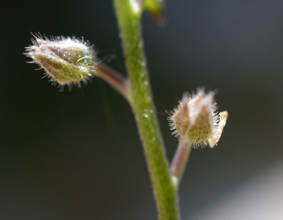 Myosotis alpestris fruit