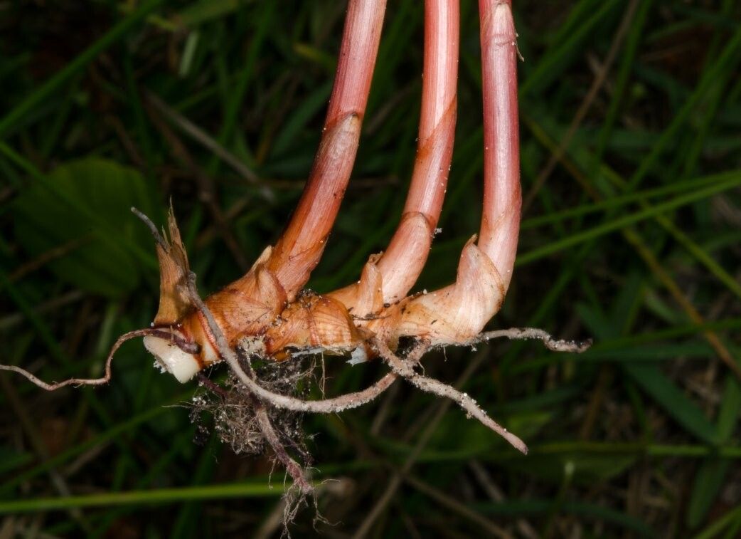 Cyperus obtusatus bark