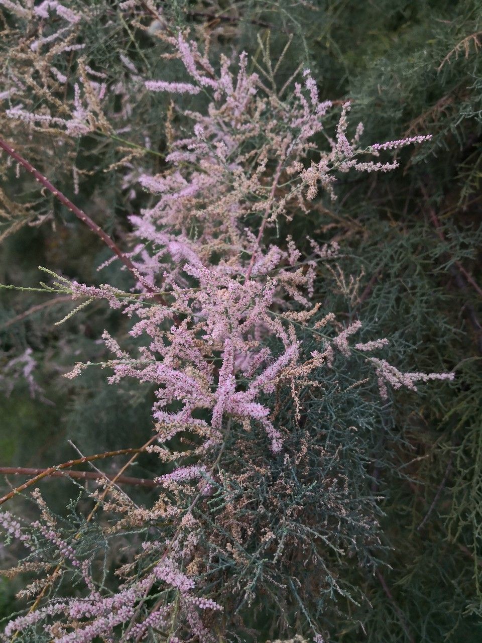 Tamarix chinensis flower